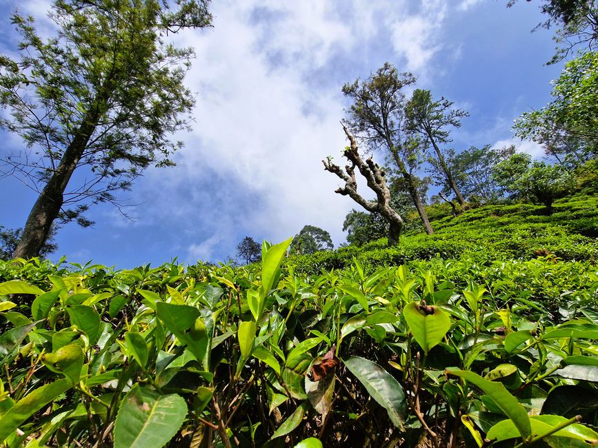 Adam's Peak