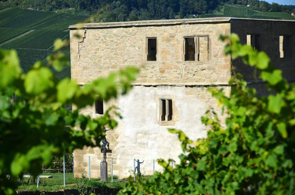 Zwischen Weinreben und Geschichte: Die Yburg im Fokus 📸