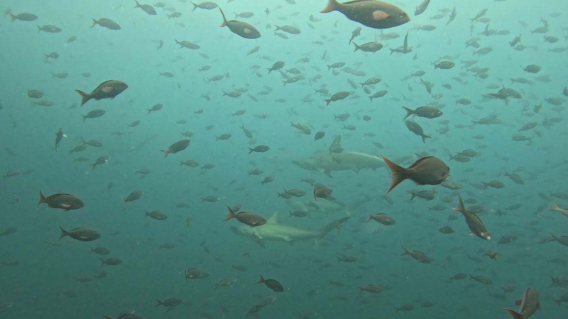 Galapagos Islands