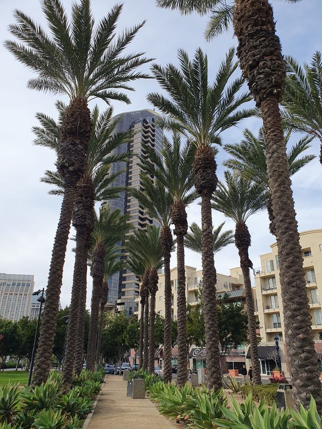 Let's San DieGo