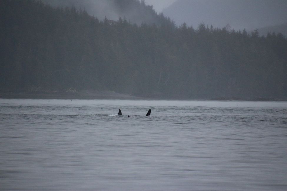 Tour de Observación de Ballenas de Seasmoke