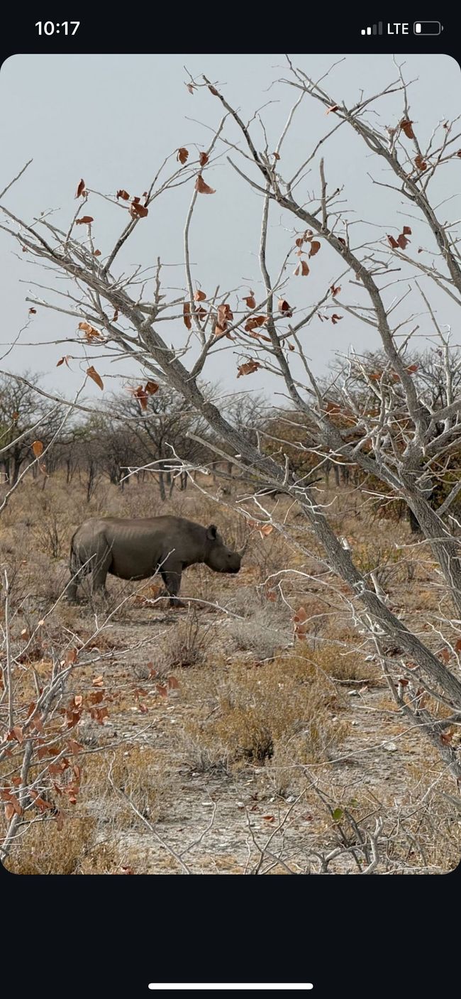 Etosha National Park 🐘🦒