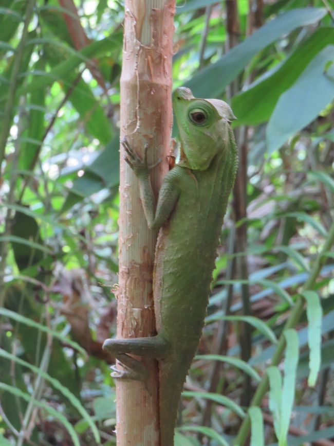 Sinharaja - l'ultima foresta pluviale dello Sri Lanka