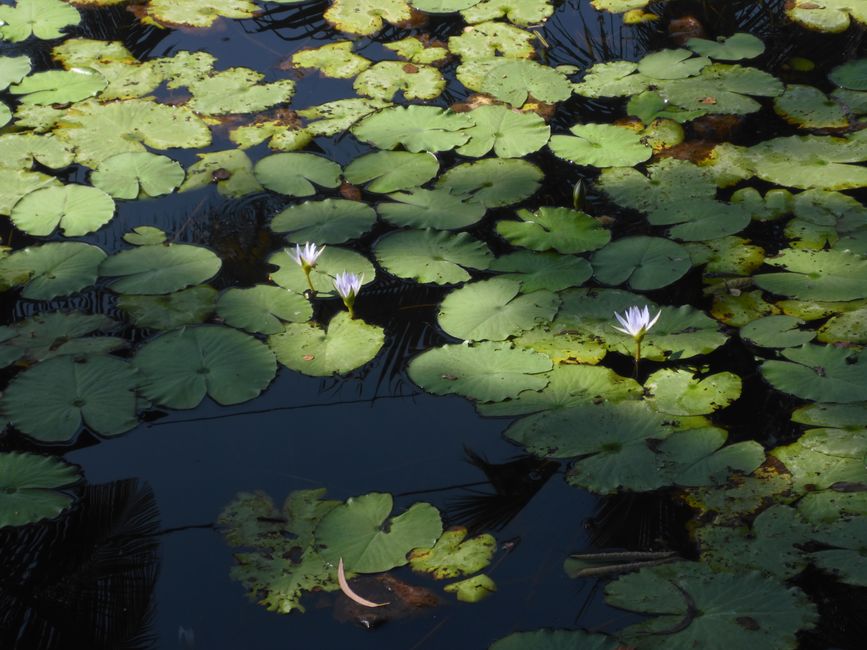 Lotus