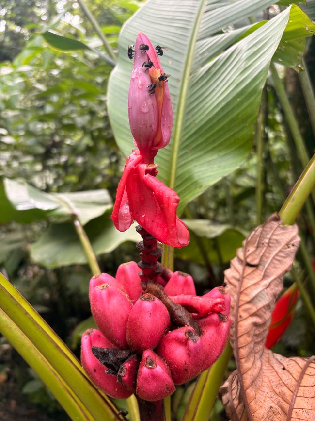 Unterwegs in Costa Rica