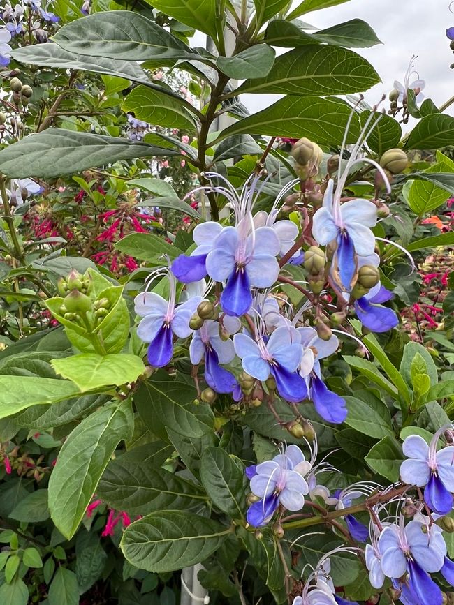 More Flowers