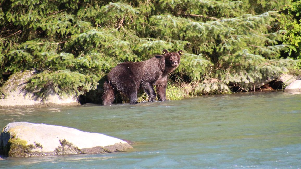 Day 26: Chilkoot River - a big bear show & photoshoot with 'Lulu'