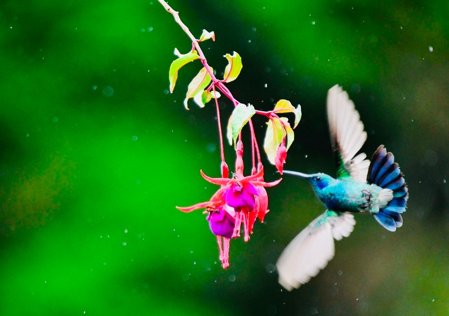 Kolibri im Anflug