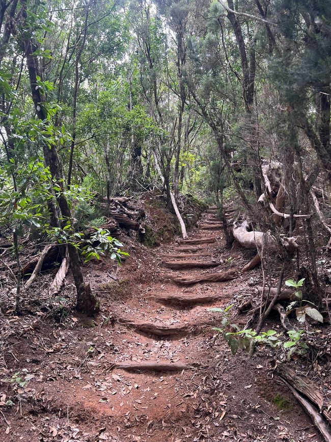 Parque Nacional de Garajonay stairs