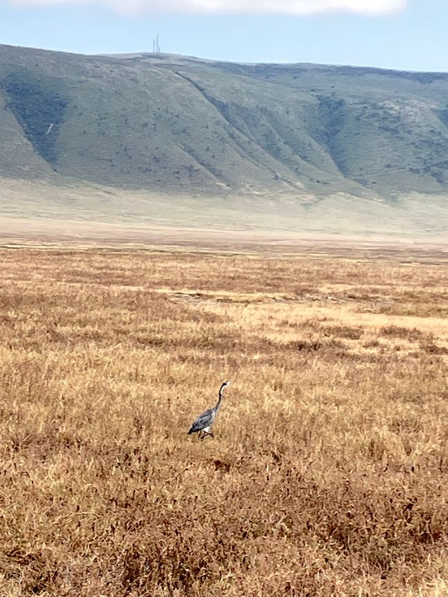 Il Cratere di Ngorongoro
