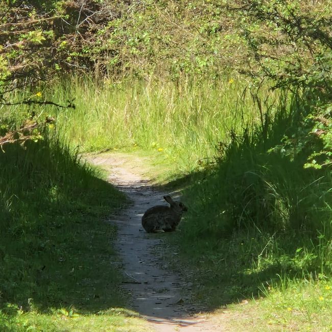 Wildhase