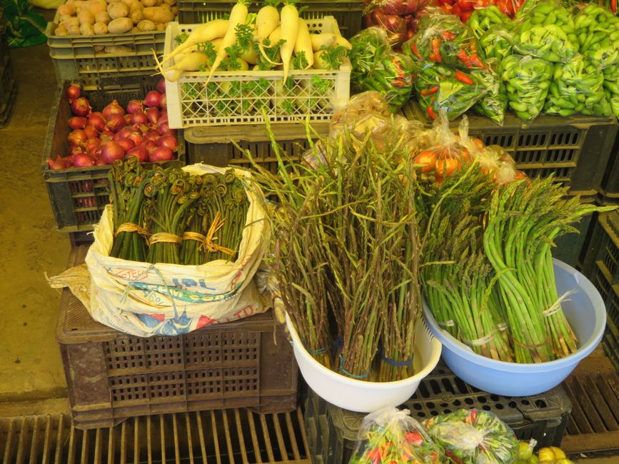 Wilder Spargel und kultivierter Spargel