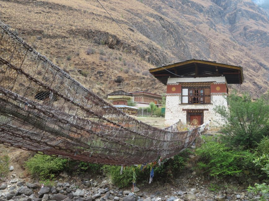 Cattle with prayer flags