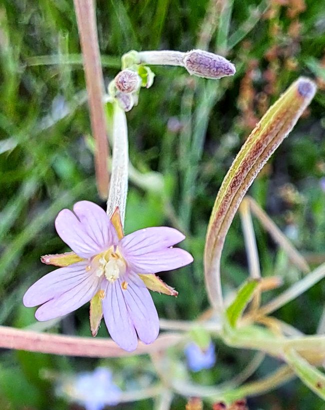 Sumpf-Weidenröschen