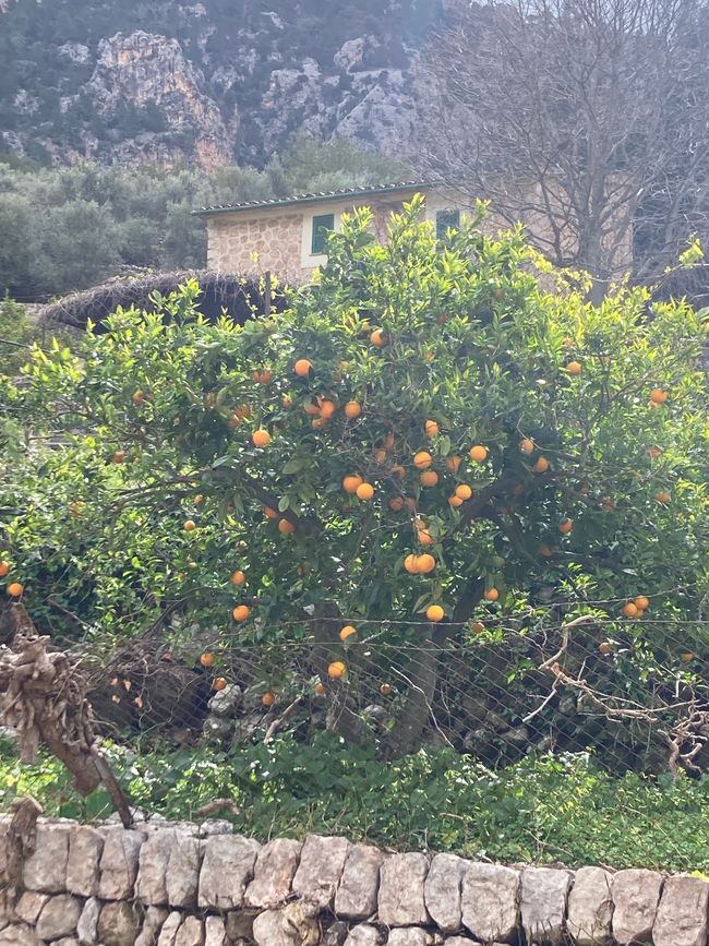 Fornalutx… heißt übersetzt, bestimmt- „steile Treppen“