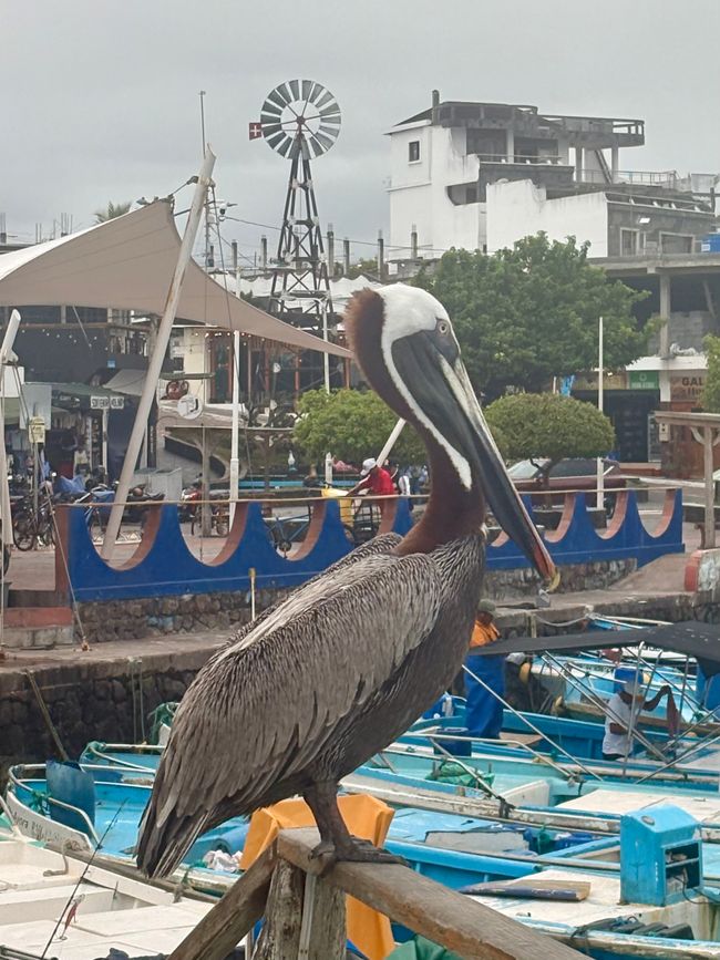 Santa Cruz (Galápagos)