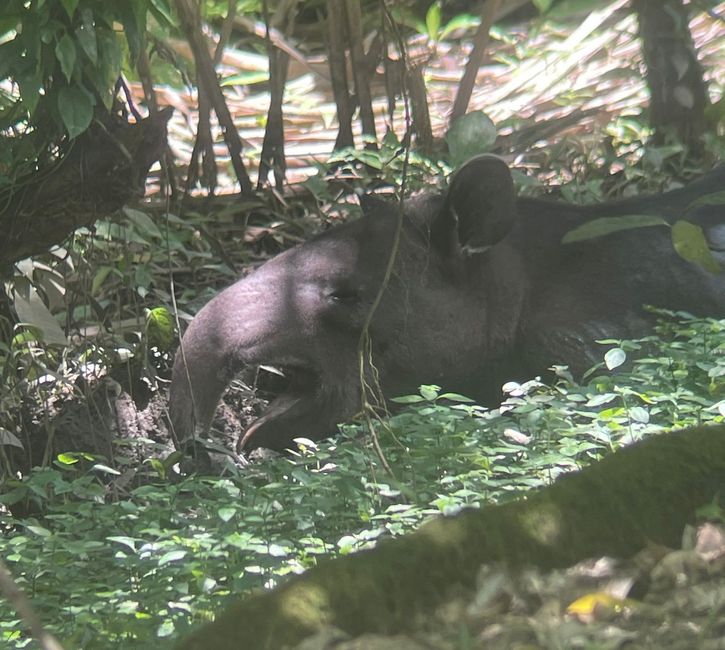 Tapir!!