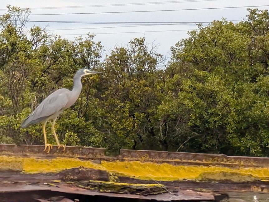 75.Tag 20.3.25 Adelaide Australiens