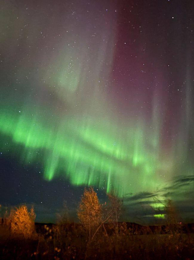 标签 7 - 🌌 北极光、颤抖的早晨与野牛 – 一天充满了加拿大的神奇 🇨🇦
