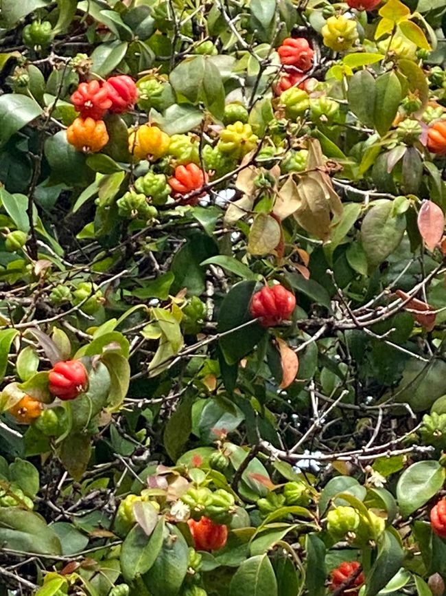 Surinamkirschen - noch nie gesehen, aber essbar