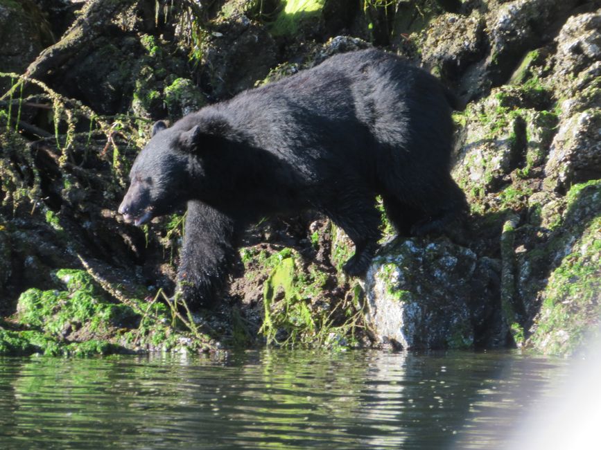 Bear Watching