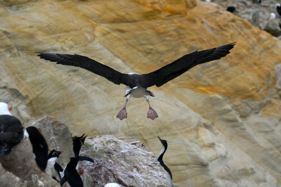 Les albatros ont une envergure allant jusqu'à 3-4 m, de merveilleux planeurs mais leur atterrissage est plutôt maladroit.