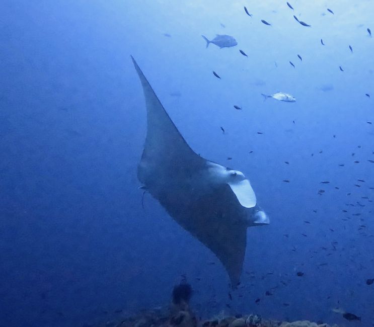 Travis auf Tauchsafari in Raja Ampat