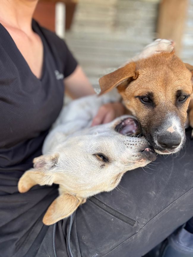 Valentino e Cupid