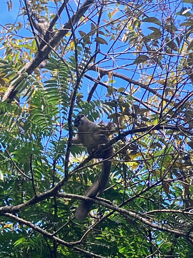 Maravilla de la naturaleza - Parque Nacional Andasibe