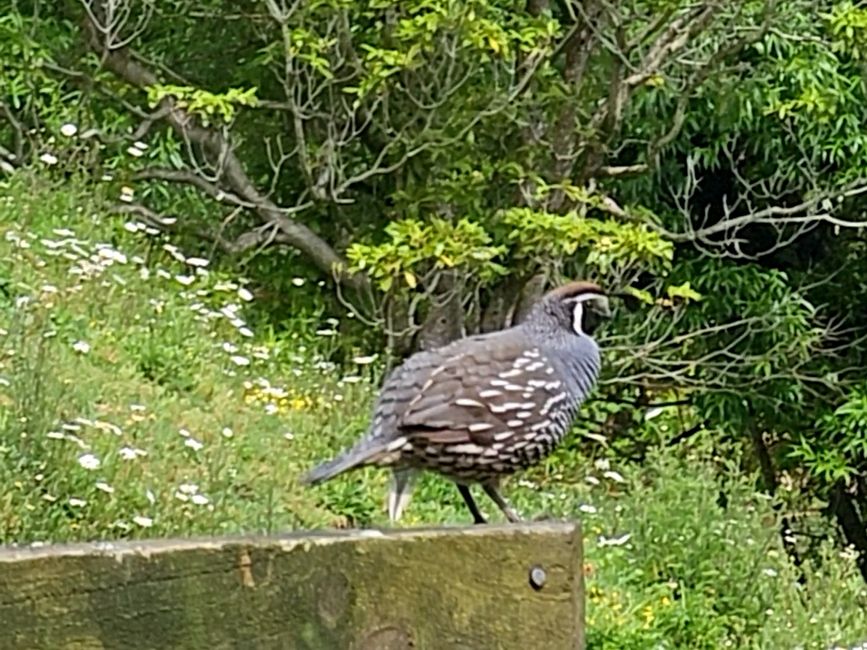 TUI