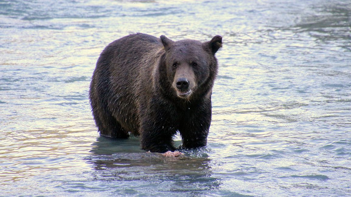 Day 26: Chilkoot River - a big bear show & photoshoot with 'Lulu'