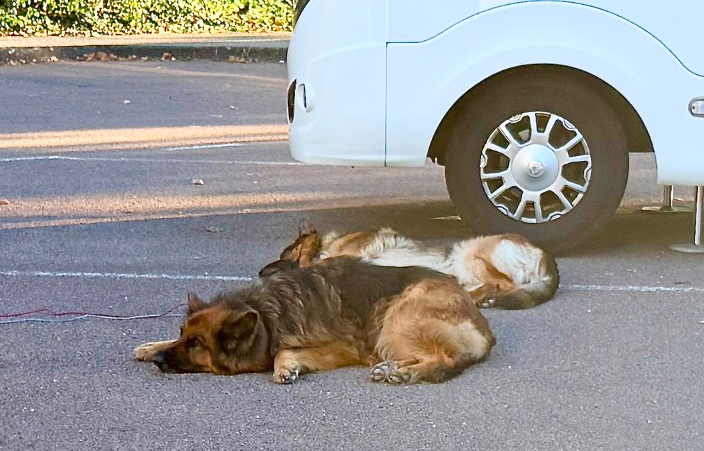 These two shepherd dogs are not small either, lounging without a leash next to their motorhome.