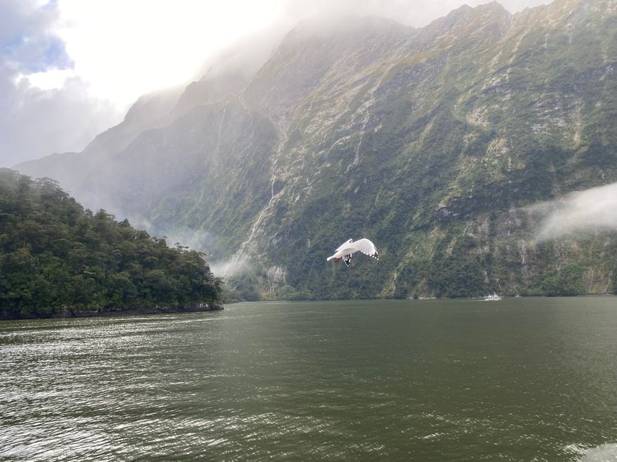 Road trip to Milford Sound