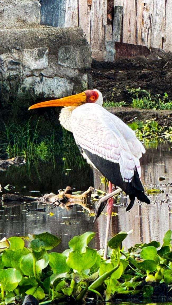 Från Lake Naivasha Country Club till Great Rift Valley Lodge and Golf Resort