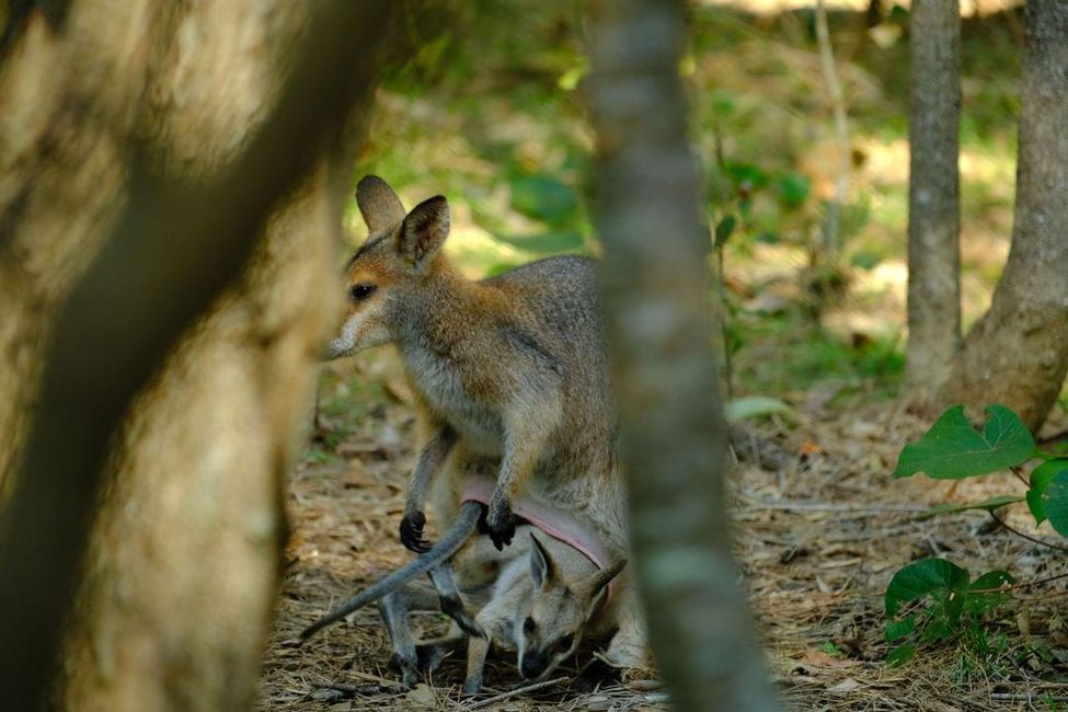 ist das nicht langsam zu groß für den Beutel?!