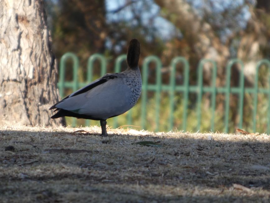 Tanunda, Barossa Valley