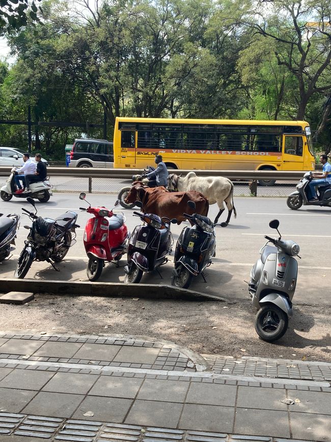 Cows are roaming the streets