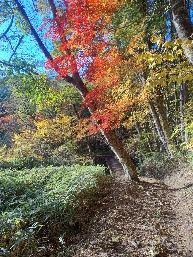 Bosque de otoño 3