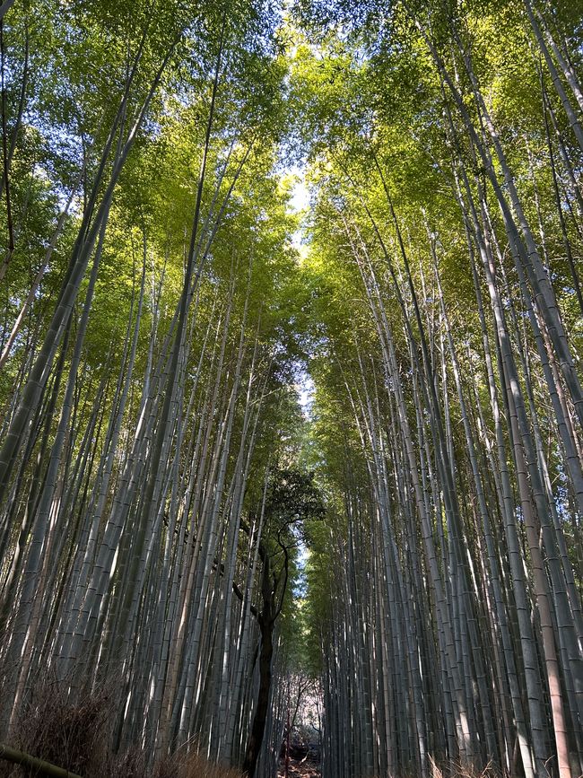 Kyoto - Days 6-9