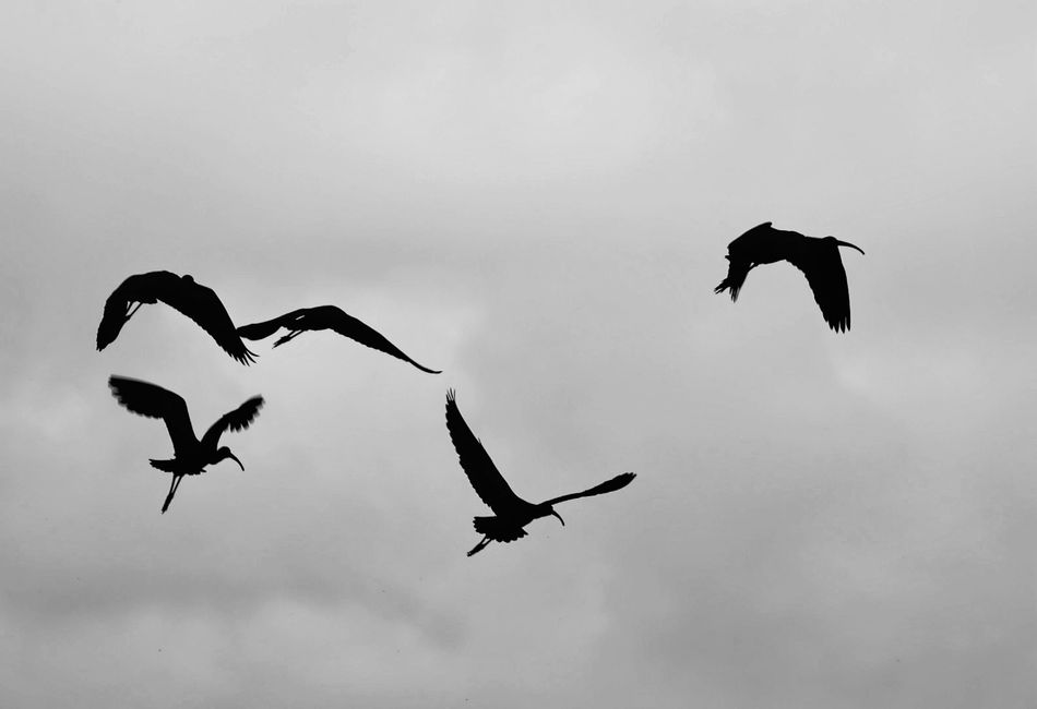 Ibis