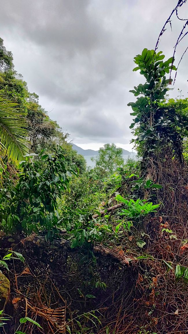 Brasil, Fortaleza Sendero del Bosque Tropical