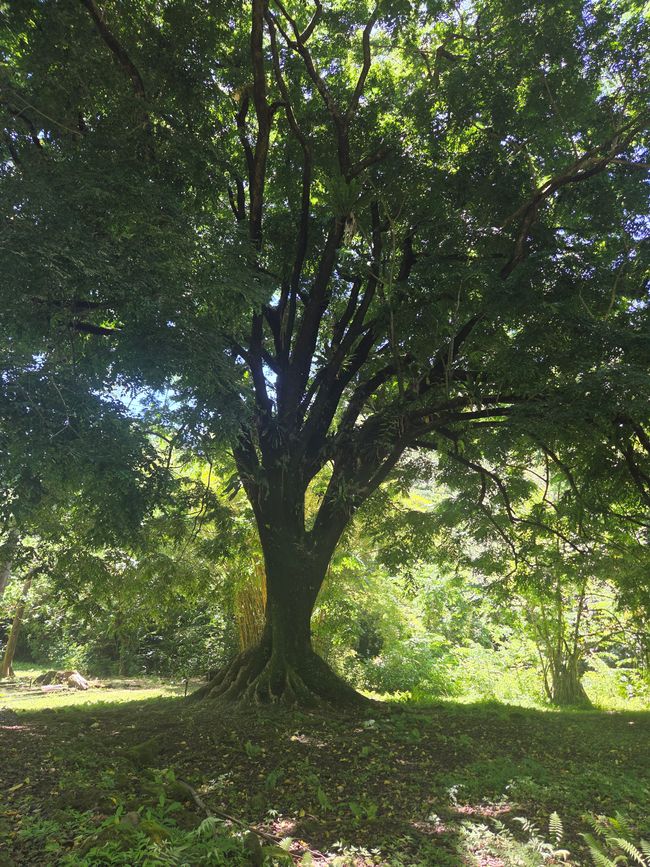 Ke'anae Arboretum