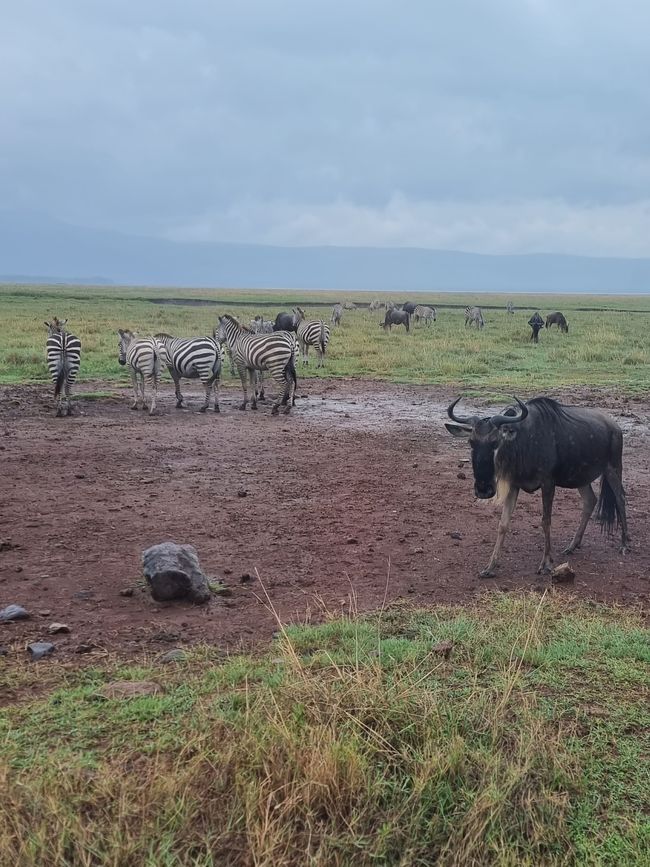Tansania - Tag 4: Ngorongoro Krater