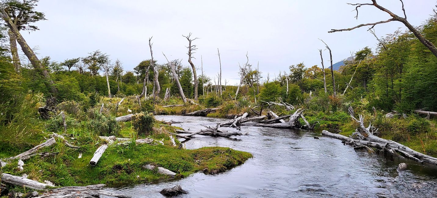 Puerto Williams, Insel Navarino