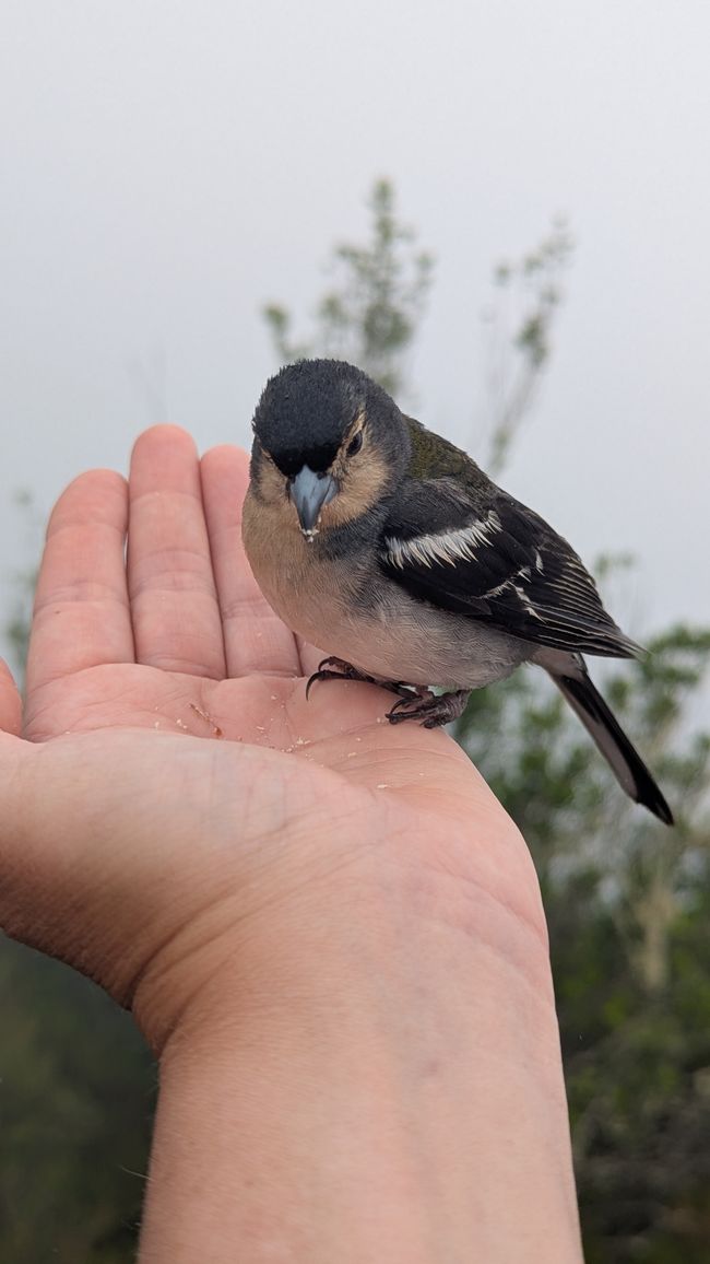 Tag 12: Dem Himmel so nah -  Pico do Areeio
