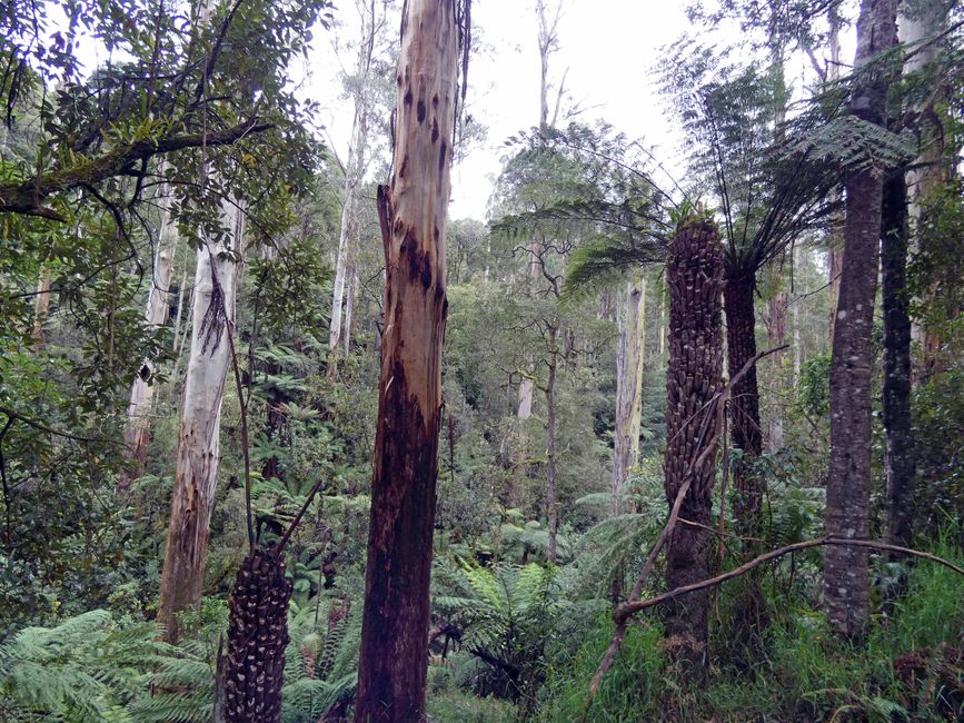 Tarra-Bulga-Nationalpark