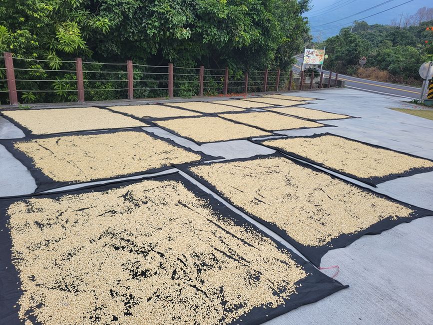 Coffee Road, 36 Kehren, Wälder und Teeplantagen!