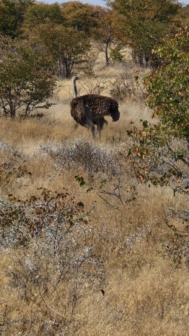 Game Drive