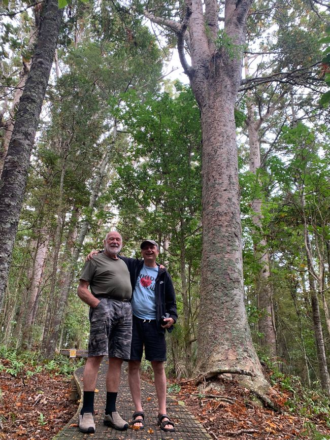 27_ARBRE KAURI