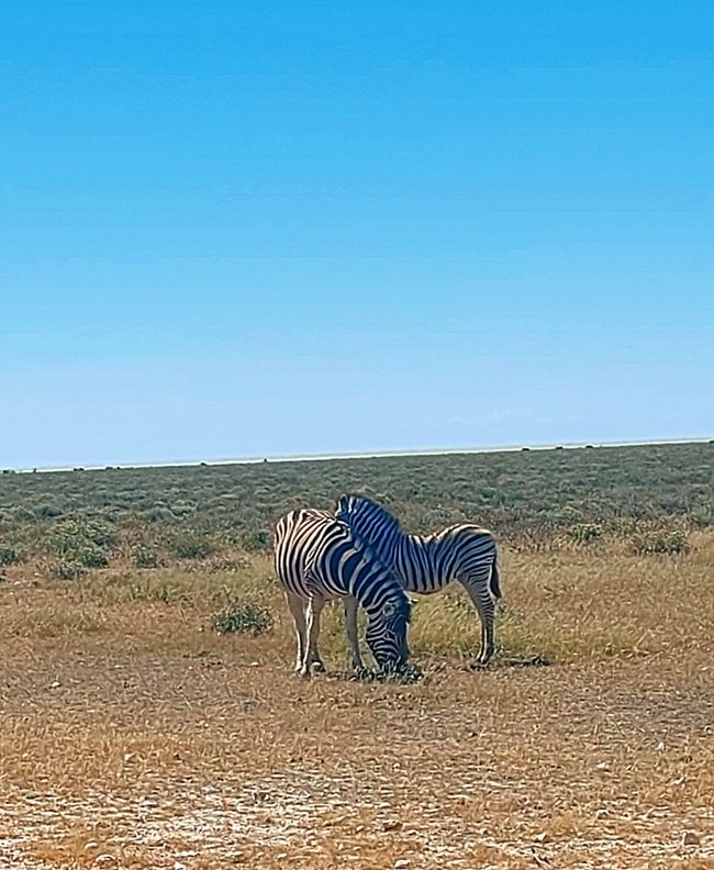 Im Etosha Nationalpark